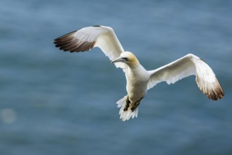 Northern Gannet, Morus bassanus, bird in flight over sea, Bempton Cliffs, North Yorkshire, England,