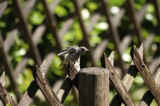 Redstart, May, Baden-Württemberg, Germany, Europe