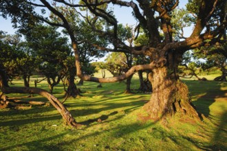 Centuries-old til trees in fantastic magical idyllic Fanal Laurisilva forest on sunset. Madeira
