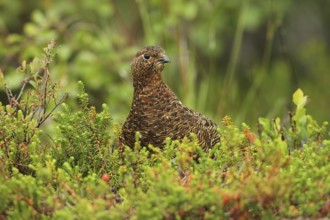 Willow ptarmigan (Lagopus lagopus) attentive hen, Lofoten, Norway, Scandinavia, Europe