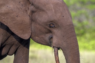 African forest elephant (Loxodonta cyclotis) in a clearing in Loango National Park, Parc National