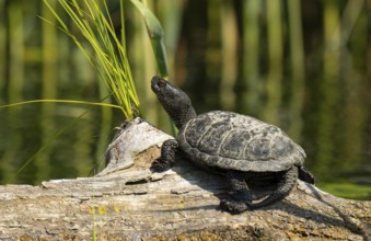 European pond turtle (Emys orbicularis), male, sunbathing, tree trunk, water, Lower Austria