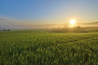 A picturesque sunrise over a wide green field and a gentle hilly landscape, Mönchberg, Mltenberg,