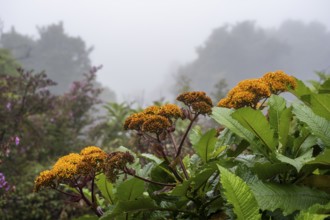 Yellow flowers, fog in the rainforest, caldera of the Poás volcano, Poás National Park, central