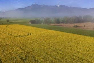 Aerial view of a rape field in front of mountains, spring, Schlehdorf, view of Herzogstand and