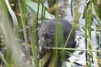 Water vole (Arvicola amphibius) adult animal feeding on a reed plant stem in a pond in the summer,