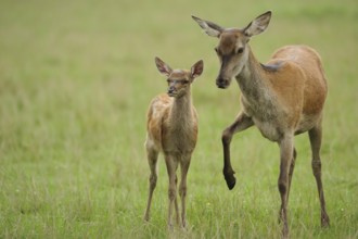 Red deer (Cervus elaphus) hind with calf in a forest clearing, Bavaria