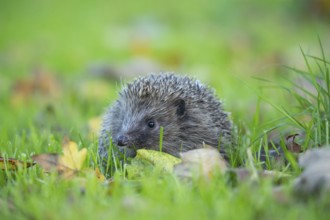 European hedgehog (Erinaceus europaeus) adult animal amongst fallen autumn leaves on a garden lawn,