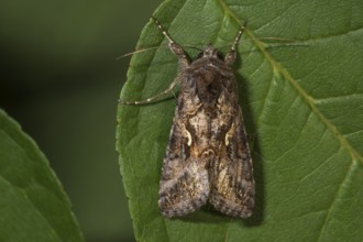 Owl moth (Caloptusia hohenwarthi) resting on a leaf, Baden-Württemberg, Germany, Europe