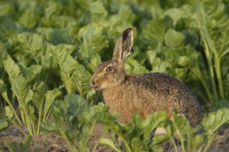 Brown hare (Lepus europaeus) adult animal humourously sticking its tongue out in a farmland sugar