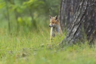 Red fox (Vulpes vulpes), young fox standing in the green forest, surrounded by grass and trees and
