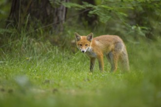 Red fox (Vulpes vulpes), a fox stands in the summer forest on a green meadow and looks into the