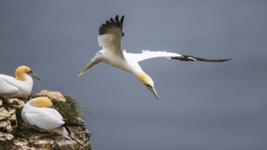 Northern Gannet, Morus bassanus, bird in flight over sea, Bempton Cliffs, North Yorkshire, England,