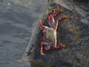 A red rock crab (Grapsus adscensionis) crawls over a wet rock. Puerto de Santiago, Tenerife, Canary
