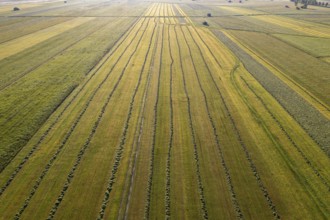 Aerial view of a mown meadow against the light, agriculture, summer, Alpine foothills, Upper