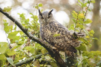 Eurasian eagle-owl (Bubo bubo) sitting on a branch in a forest, Bavaria, Germany, Europe