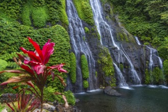 Banyumala twin waterfalls, club lily (Cordyline fructosia), tropical plant, flower, red, waterfall,