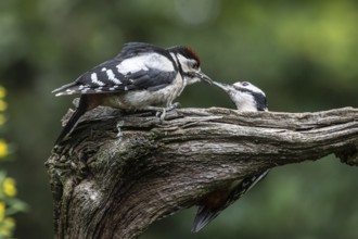 Great spotted woodpecker (Dendrocopos major) feeding young, Emsland, Lower Saxony, Germany, Europe