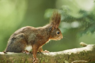 Red squirrel or Eurasian red squirrel (Sciurus vulgaris), wildlife, Frankonia, Bavaria, Germany,