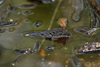 Atlantic mudskipper (Periophthalmus barbarus), Loango National Park, Parc National de Loango,