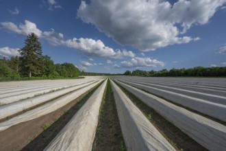 Asparagus field covered with white foil (Asparagus), cloudy sky, Middle Franconia, Bavaria,
