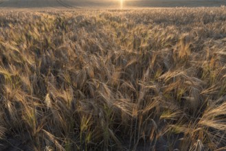 Ripe barleys (Hordeum vulgare) backlit by the evening sun, Mecklenburg-Vorpommern, Germany, Europe