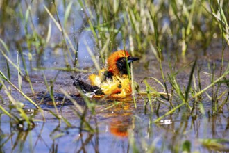 Orangetroupial (Icterus icterus) Pantanal Brazil
