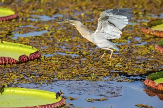 Mongrove Heron (Butorides striatus) Pantanal Brazil