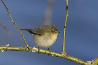 A chiffchaff (Phylloscopus collybita) sitting on a thorny branch against a blue sky, Hesse,