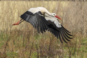 A stork in flight over a meadow in natural surroundings, white stork (Ciconia ciconia), wildlife,