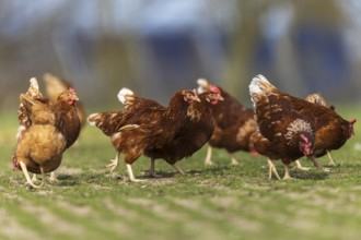 Several chickens moving together on a green meadow, domestic chicken, Rhineland-Palatinate,