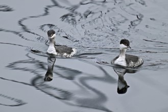 Two Slavonian grebes (Podiceps auritus), adult, in their winter plumage, swimming in Lake Zug,