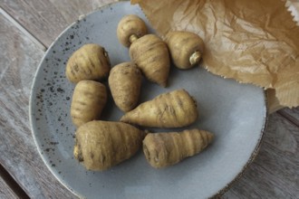 Chaerophyllum bulbosum (Chaerophyllum bulbosum), chervil turnip, chervil bulb, healthy root,