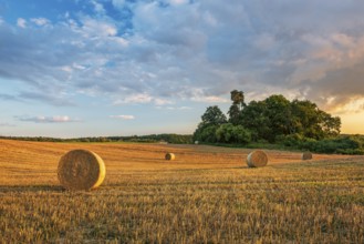 Typical hilly landscape with copses in the evening light, stubble field with round straw bales,