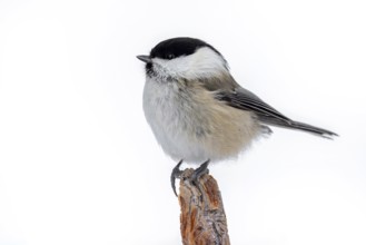 Willow tit (Poecile montanus borealis, Parus montanus) perched on branch in winter, Finland,