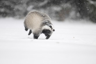 Badger in the snow, Wittlich, Rhineland-Palatinate, Germany, Europe