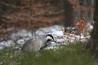 Badger in the snow, Wittlich, Rhineland-Palatinate, Germany, Europe