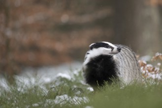Badger in the snow, Wittlich, Rhineland-Palatinate, Germany, Europe
