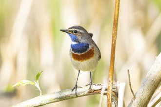Bluethroat (Luscinia svecica cyanecula) Male Germany