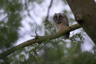Long-eared owl (Asio otus), young bird, nest fledgling, Bottrop, Ruhr area, North Rhine-Westphalia,
