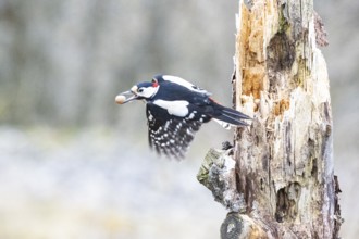 Great spotted woodpecker (Dendrocopus major) ml Germany