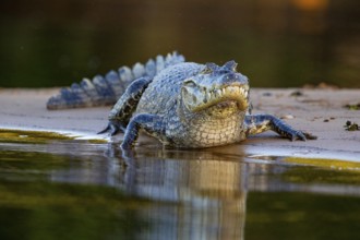 Spectacled caiman (Caiman crocodilius) Pantanal Brazil