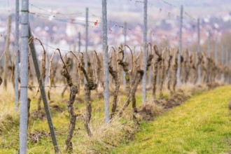 Detailed view of vines in a vineyard with steel posts and distance in the background, Großbottwar,