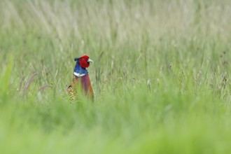 Pheasant, hunting pheasant (Phasianus colchicus), adult male bird in a meadow, lifts its head out
