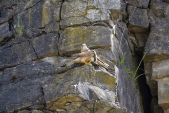 Kestrel (Falco tinnunculus) ml and wbl Germany