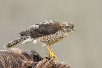 Sparrowhawk (Accipiter nisus) male, standing attentively on a root, wildlife, bird of prey, nature