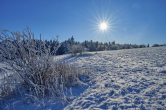 Snow-covered field in quiet winter landscape with bright sunshine and clear view, Winter,