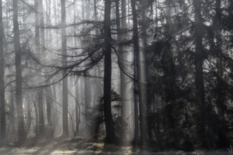 Fog in the coniferous forest, Emsland, Lower Saxony, Germany, Europe