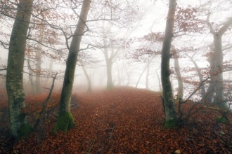 Beech forest (Fagus sylvatica) in autumn in the fog, Canton Aargau, Switzerland, Europe