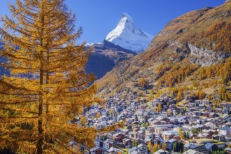 View of the village with Matterhorn 4478m and golden yellow larches in autumn, Zermatt, Mattertal,